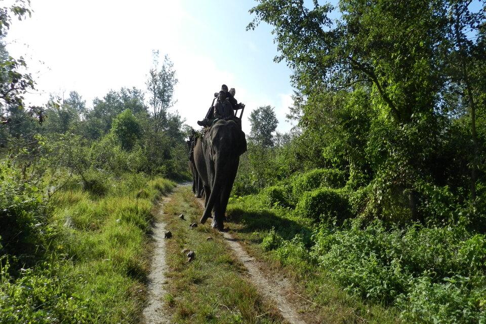 Chitwan Jungle Safari