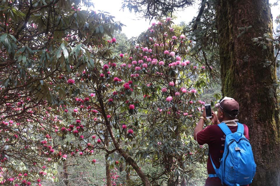 Langtang Valley Rhododendron Trek