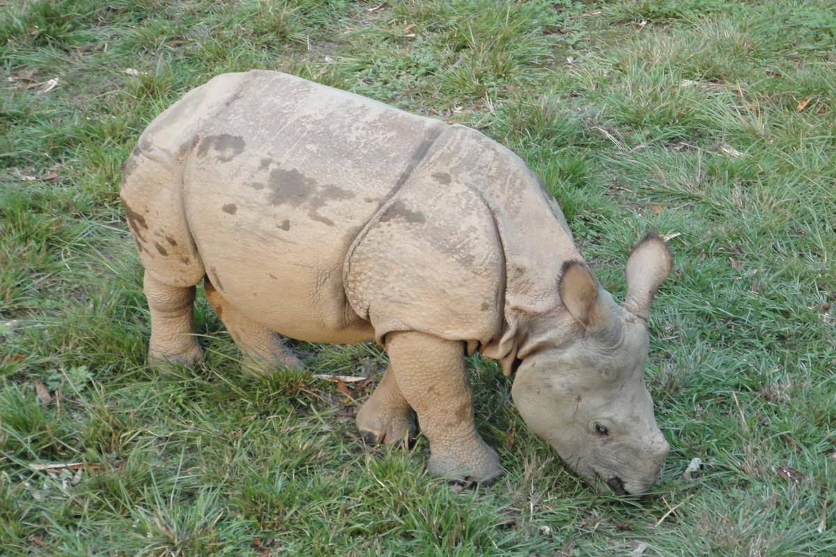 Chitwan wildlife