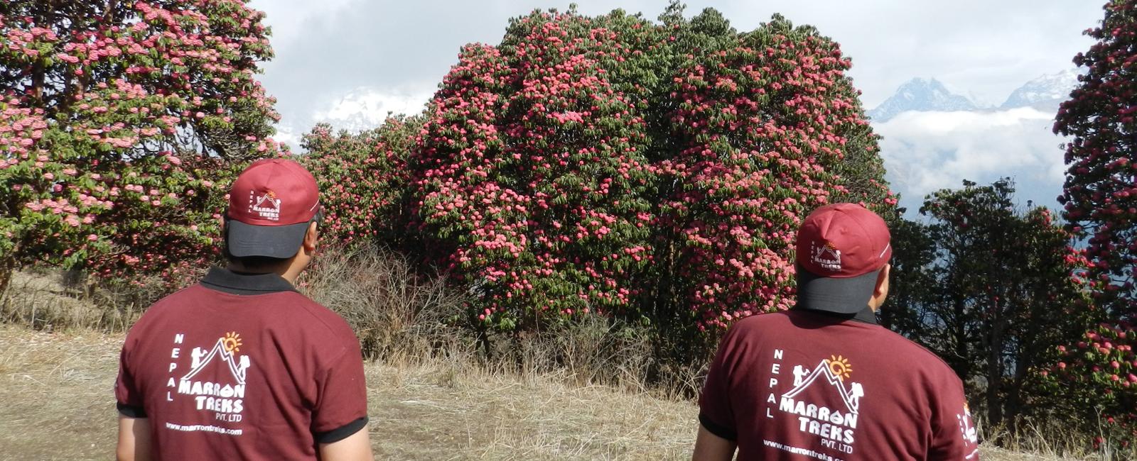Ghorepani Rhododendron Trekking