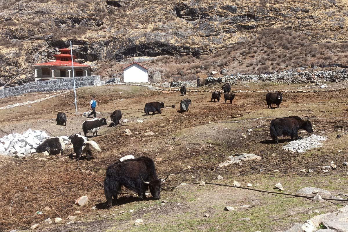 langtang-trek-trail