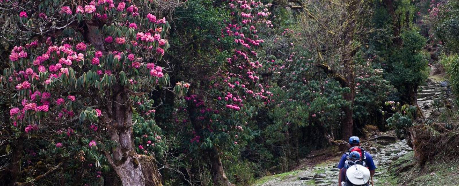 Langtang Valley Rhododendron Trek