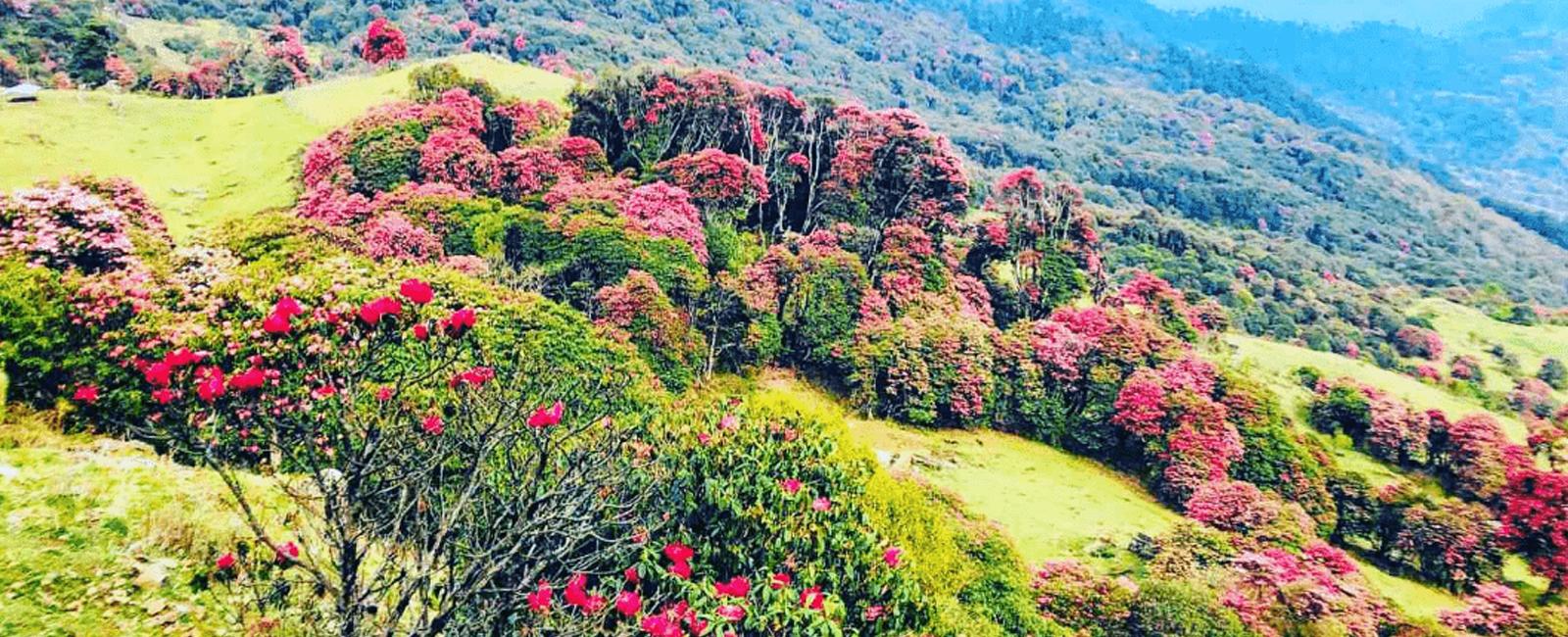 Tinjure Danda Rhododendron Trek
