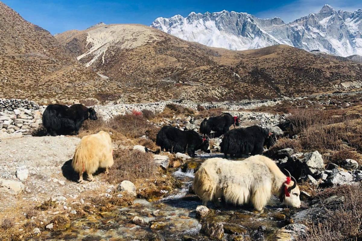 Yaks in Everest