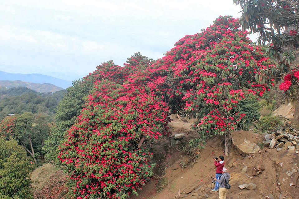 Tinjure Danda Rhododendron Trek